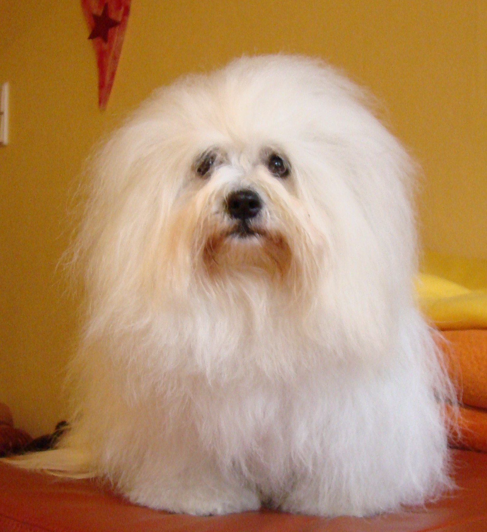 CottonCandy Coton de Tuléar Zucht